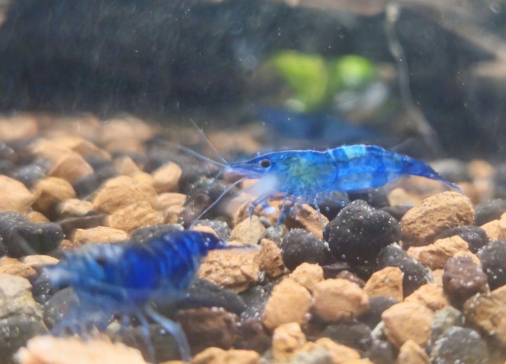 Sparťanské krevetky - červená, modrá, žlutá - čisté linie