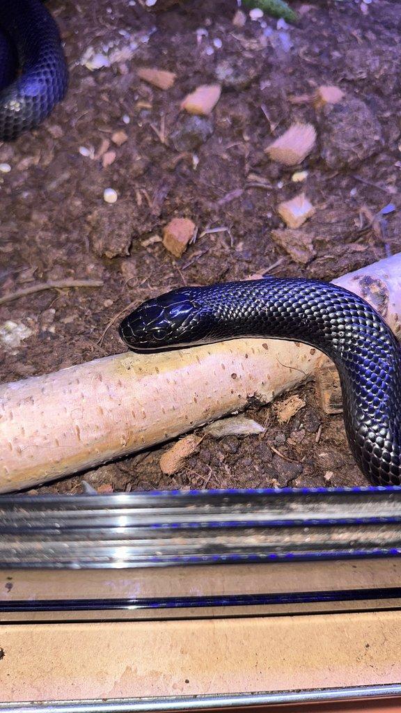 1.1 Lampropeltis getula nigrita A nějaký terária
