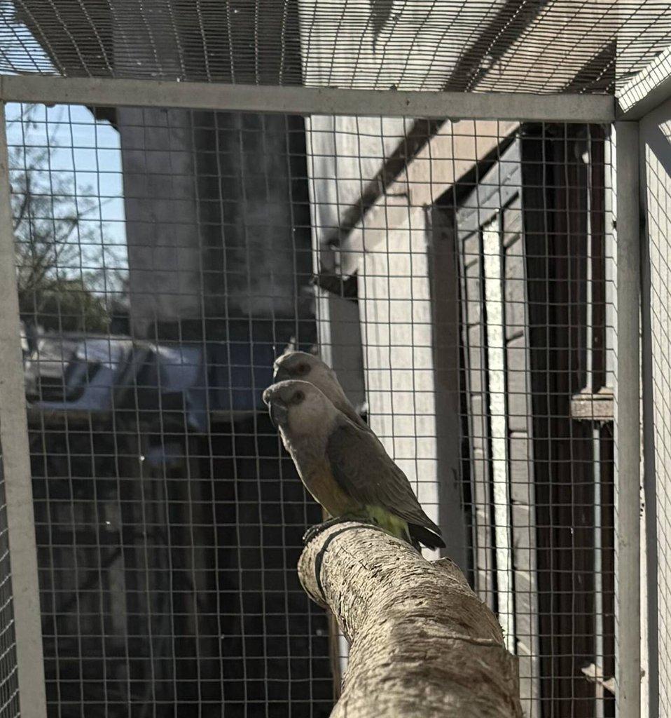 0.2 Papoušek červenobřichý (P. Rufiventris)