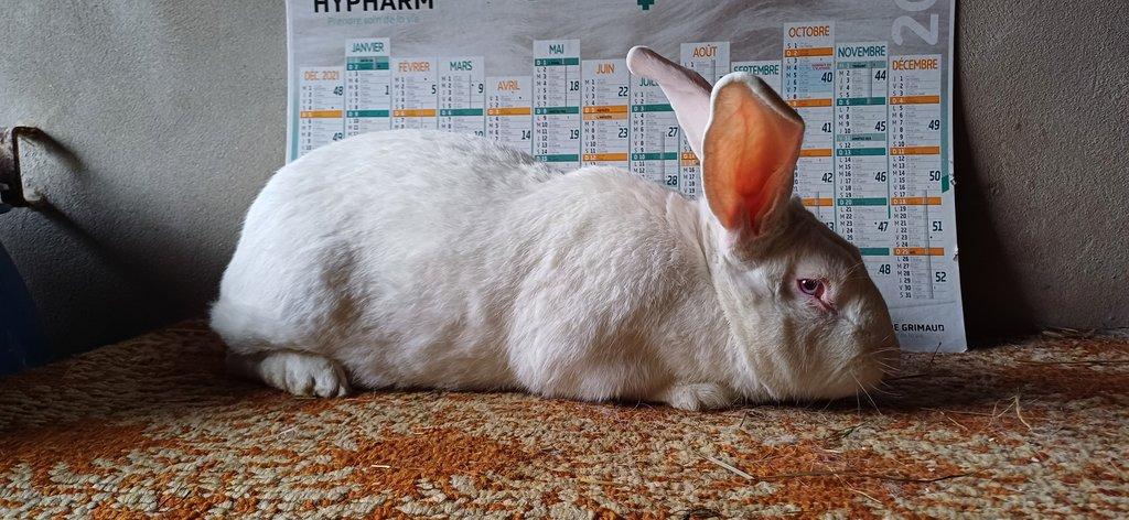 BROJLEROVÝ KRÁLÍCI HYLA - HYPLUS