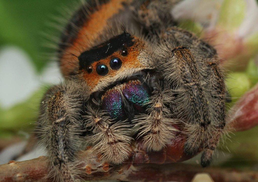 Phidippus regius Everglades, skákavka královská