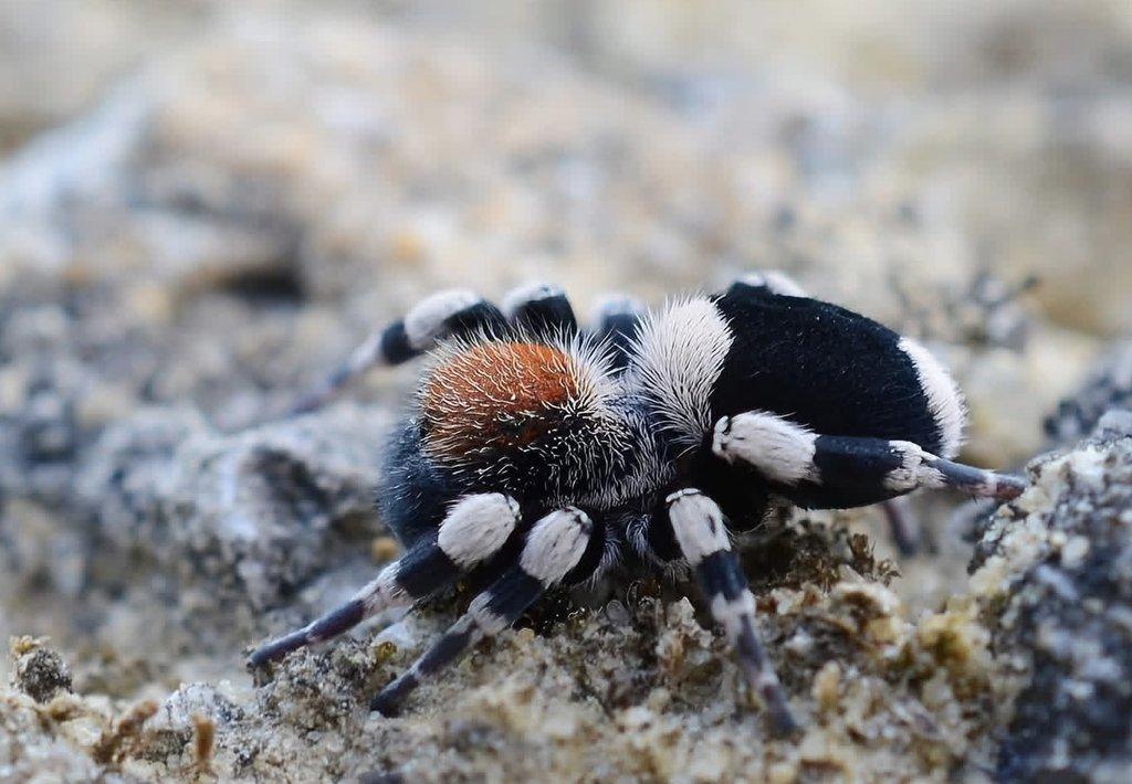 Největší afričtí stepnici