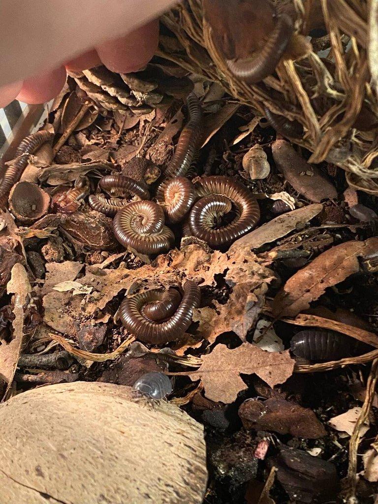 Stonoha páskovaná, mnohonožky