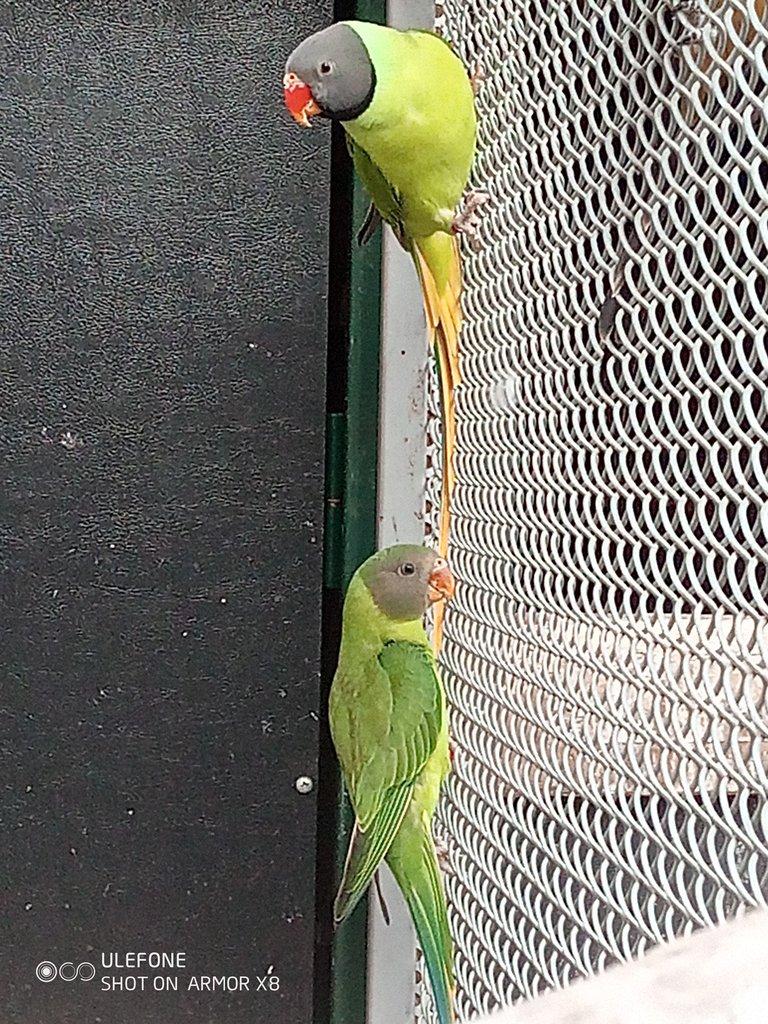 Alexandr černohlavý