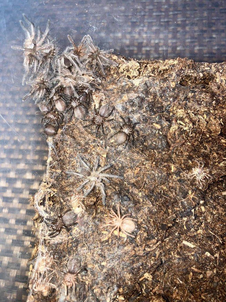 Harpactira pulchripes