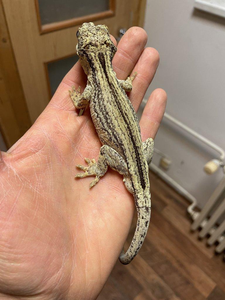 1,1 Rhacodactylus auriculatus