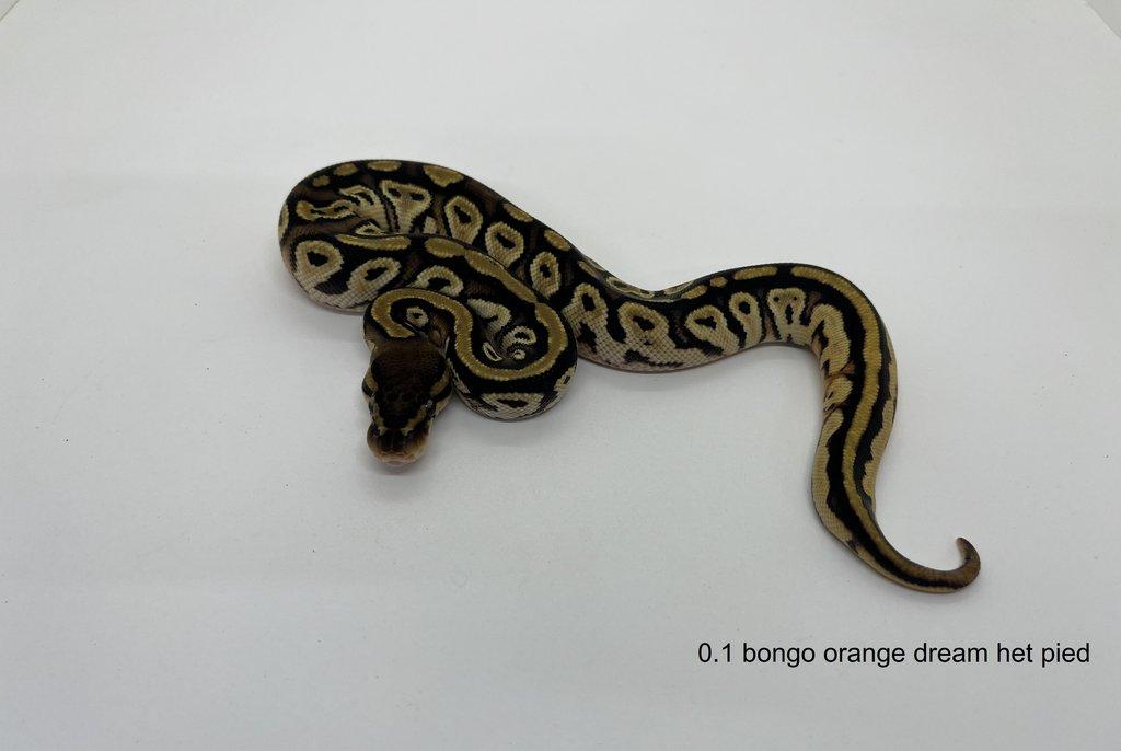 Krajta královská (Python regius)