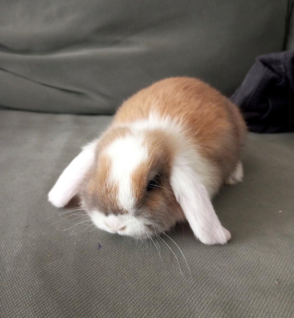 Zakrslý beránek králíček