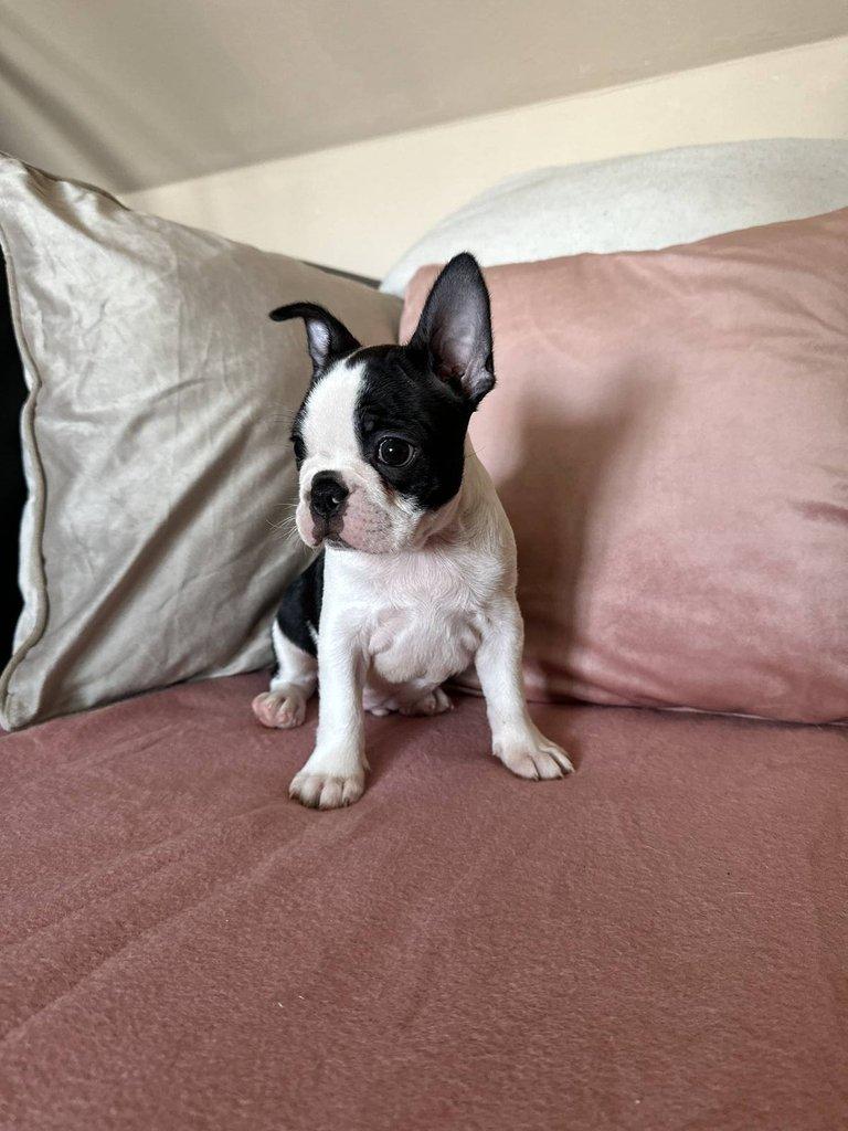 Bostonský teriér s PP FCI