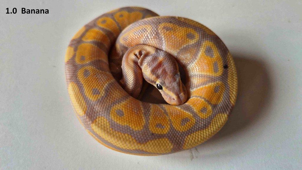 Krajta královská - prodám vlastní odchov 2023 - 2025