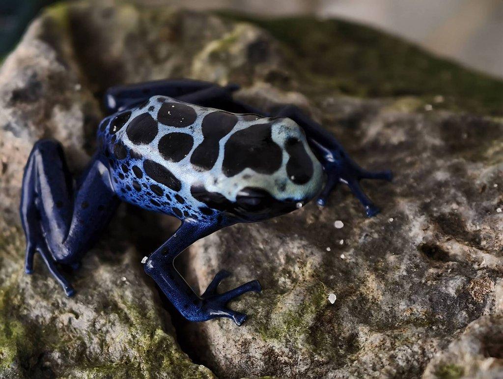 Dendrobates azureus, Phyllobates bicolor