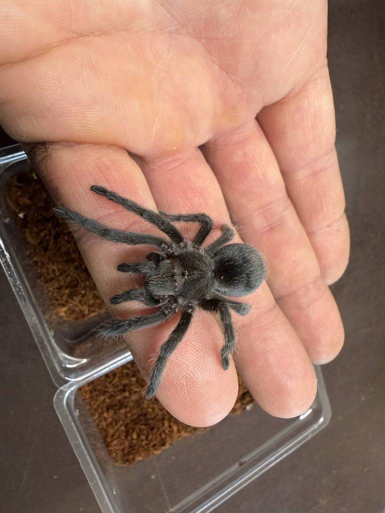 Grammmostola pulchra ....... ZIVA 20.12.