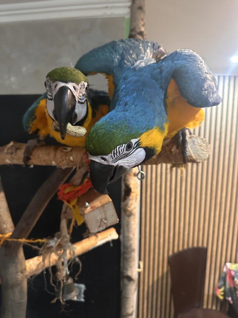 Koupím araraunu na krmení