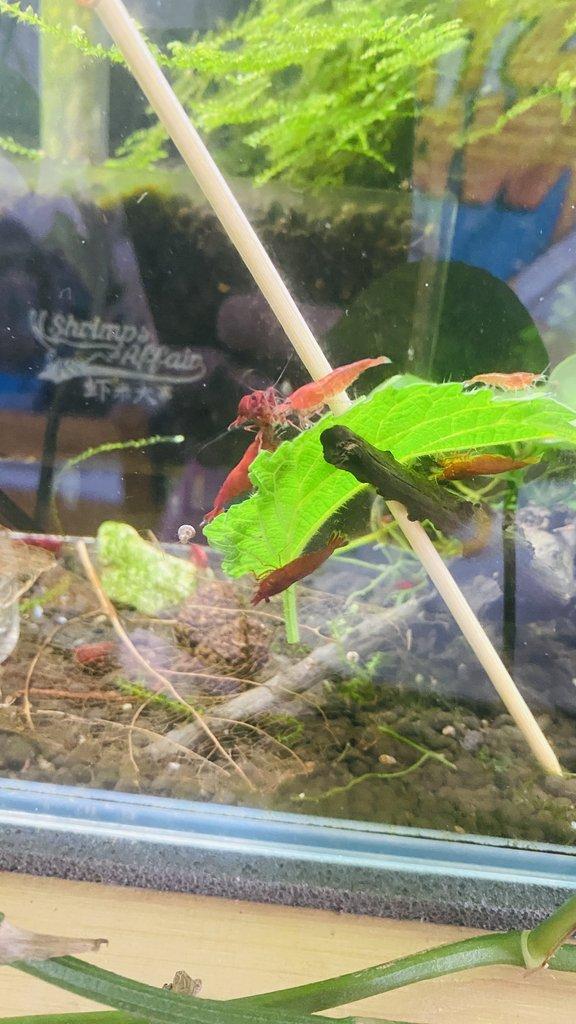 Prodám krevetky Bloody Mary.