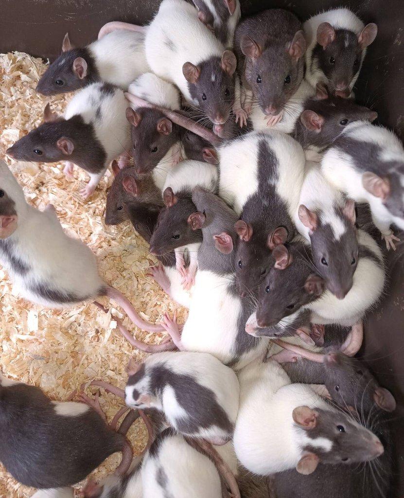 Potkani a myši k odběru - různé velikosti