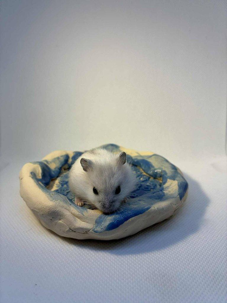 Křečík džungarský – mláďata s PP | CHS Roklinka