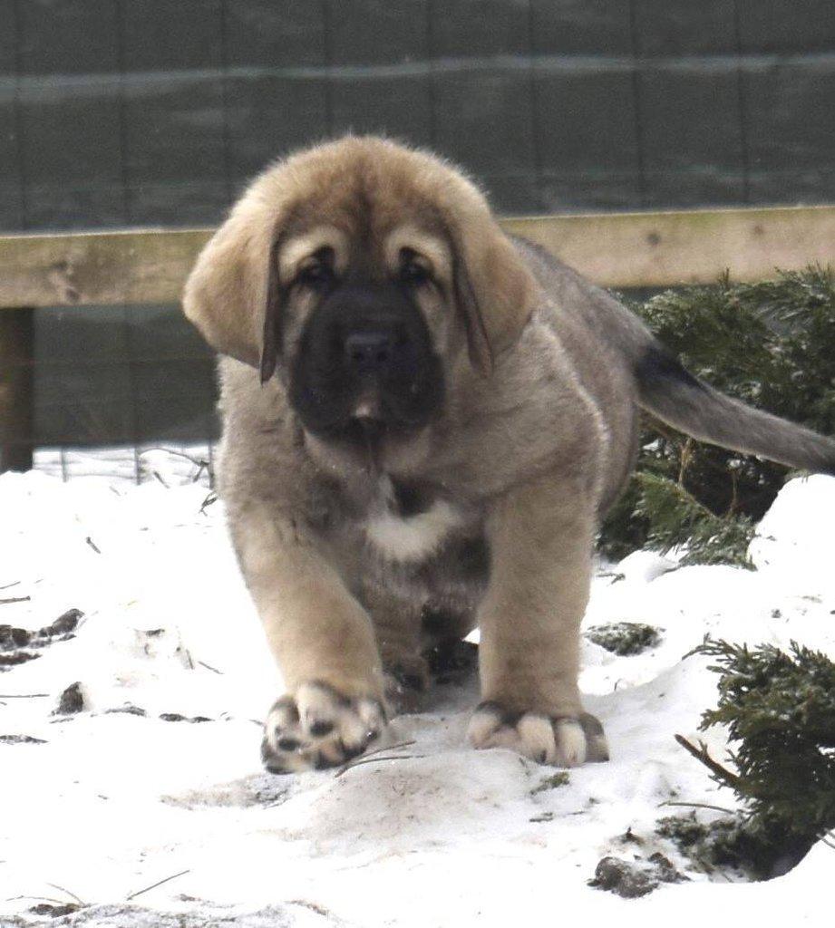 Španělský mastin - Mastin Espaňol máme k odběru krásné fenky