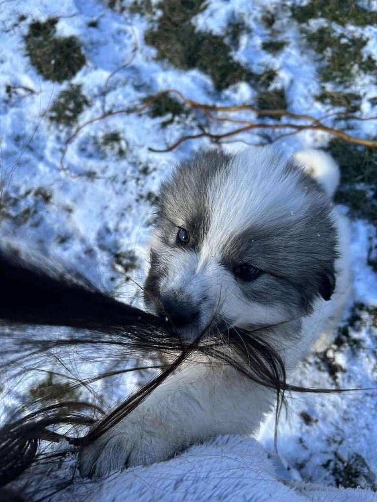 Pyrenejský horský pes