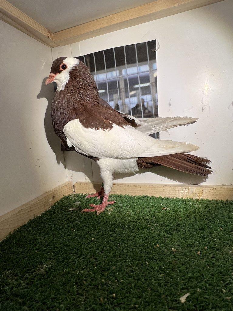 Český stavák červený Sedlatý- Holoubata