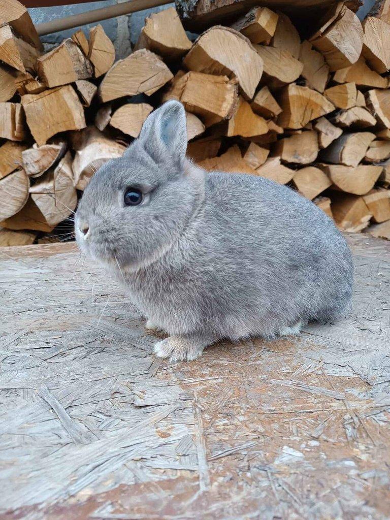 zakrslý divoce modrý