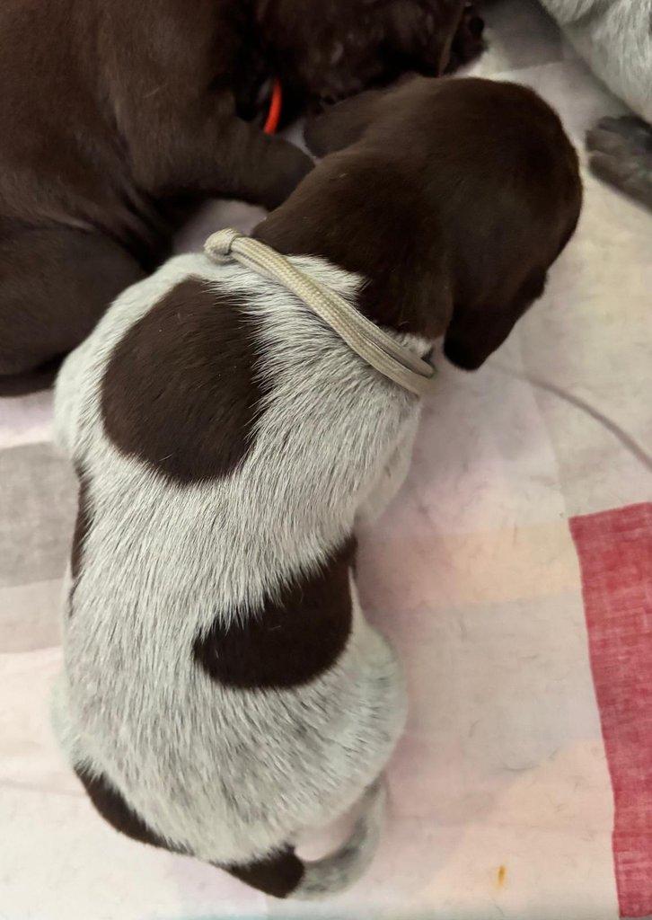 Německý krátkosrstý ohař - štěňata s PP