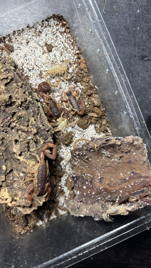 Štíři - vánoční akce do 15.12.