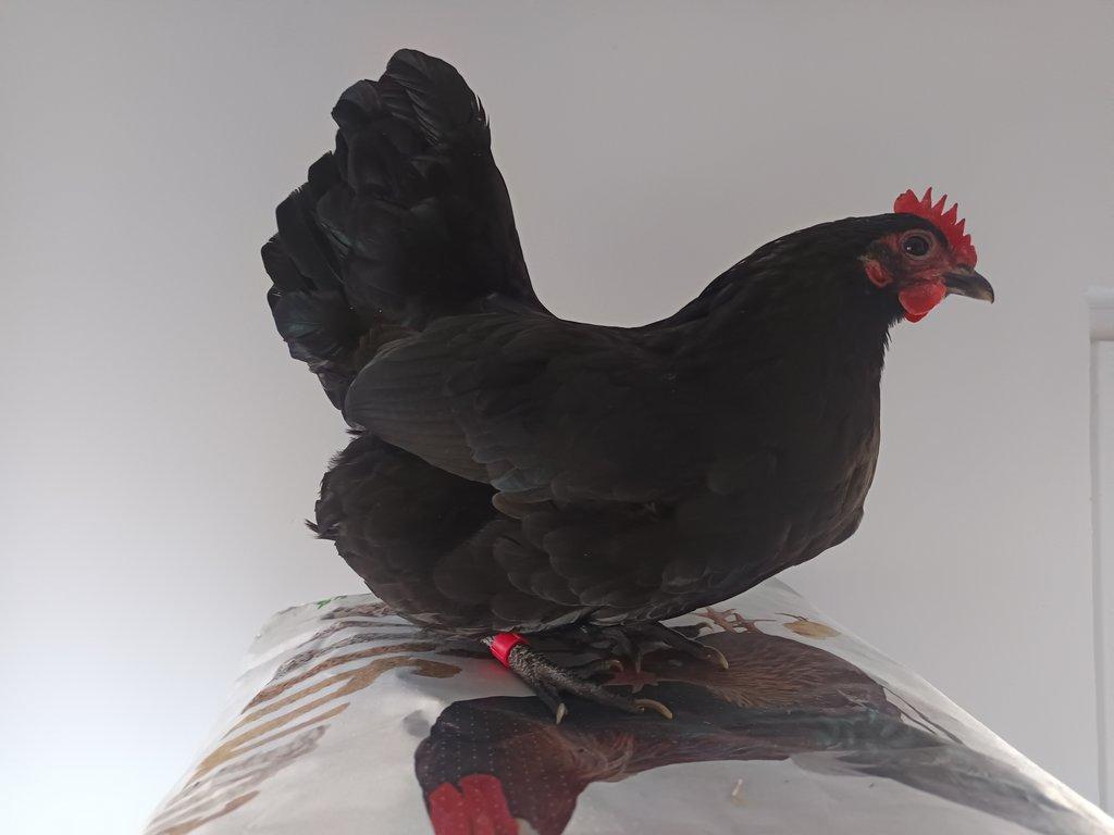 Násadová vejce zdrobnělé Australky černé a modré s lemy