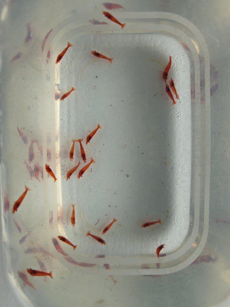 Sparťanské krevetky - červená, modrá, žlutá - čisté linie