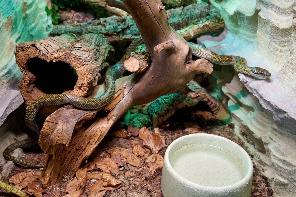 Mládě užovky japonské (Elaphe climacophora)