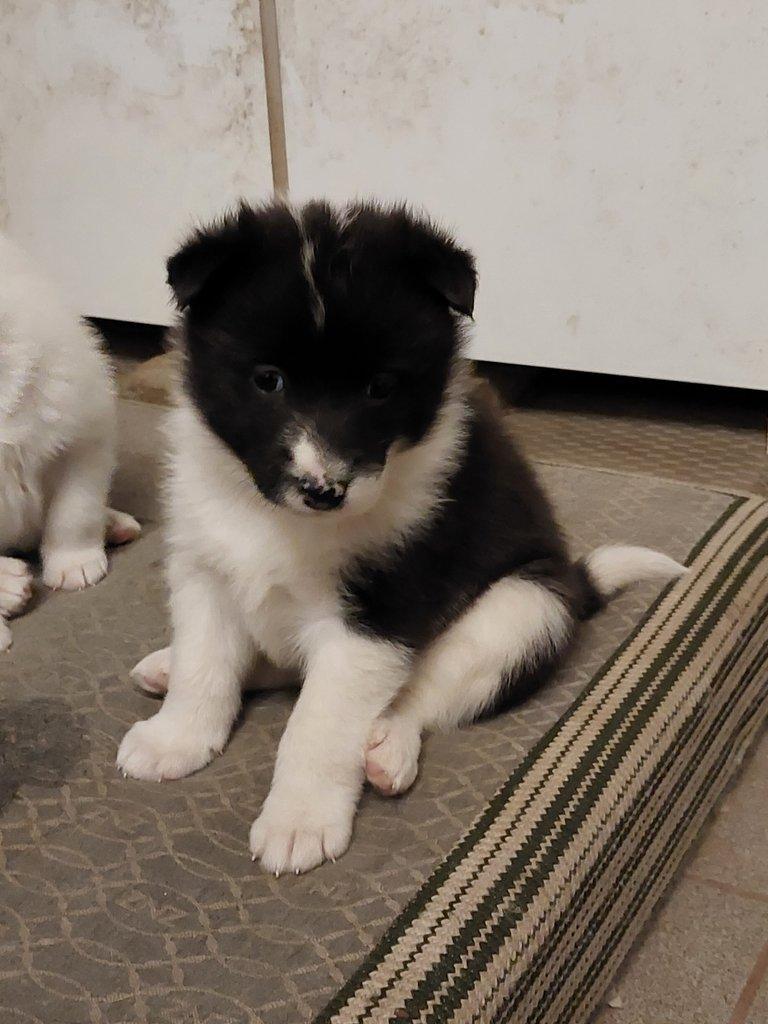 Ruskoevropská lajka