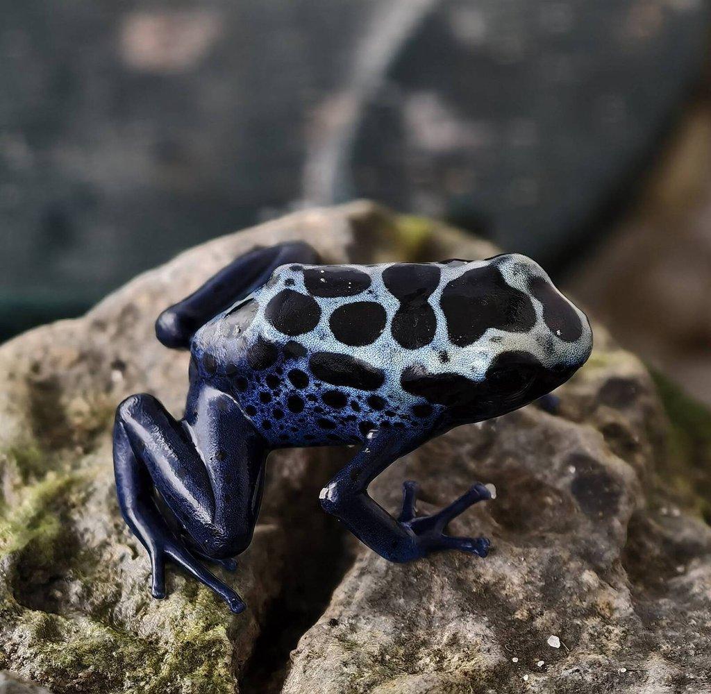 Dendrobates azureus, Phyllobates bicolor