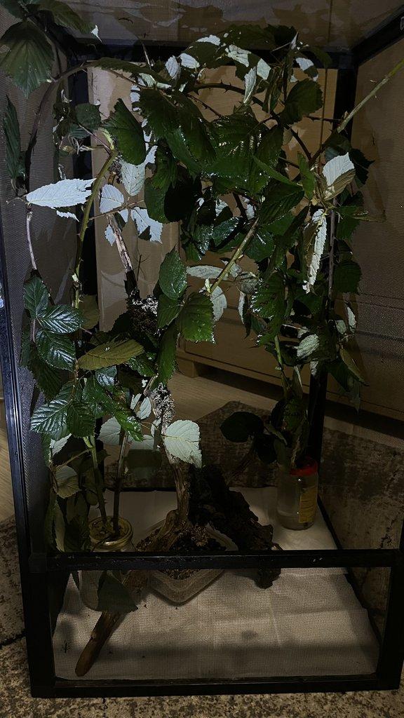 Flexárium se strašilkami