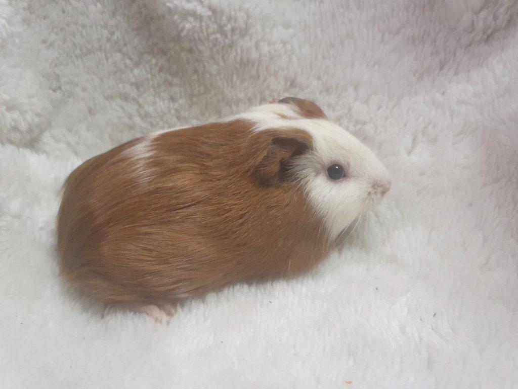 prodám morče samička