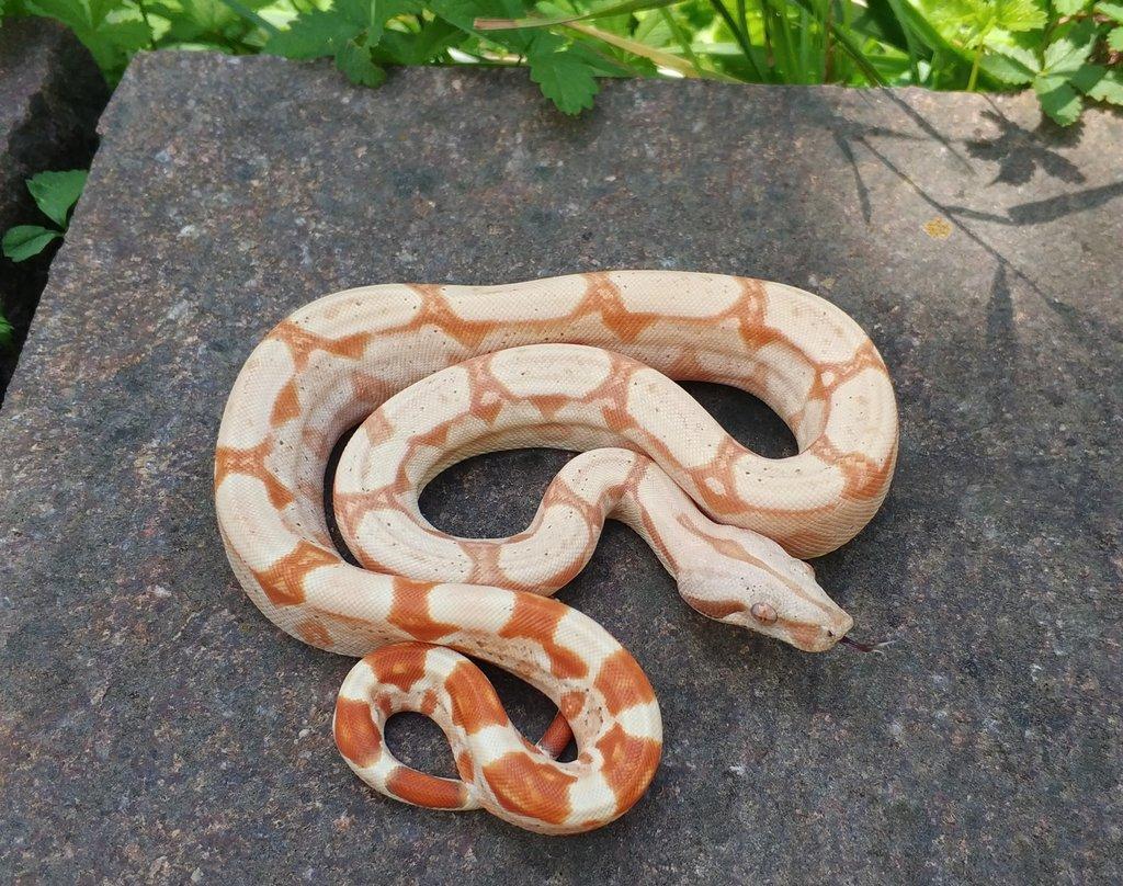 Boa imperator - Scoria Paradigm, IMG Arctic, IMG Paradigm