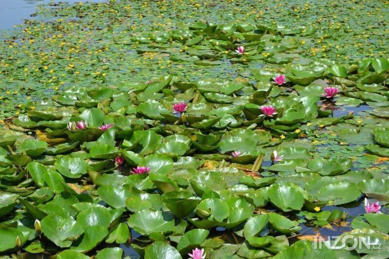vodní rostliny