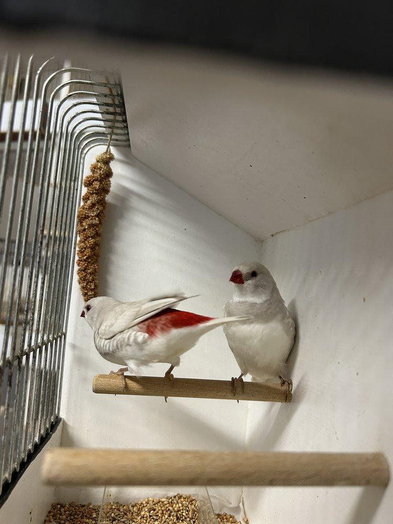 Amadina diamantová stříbrná