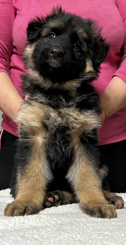 Nemecký ovčiak dlhosrstý