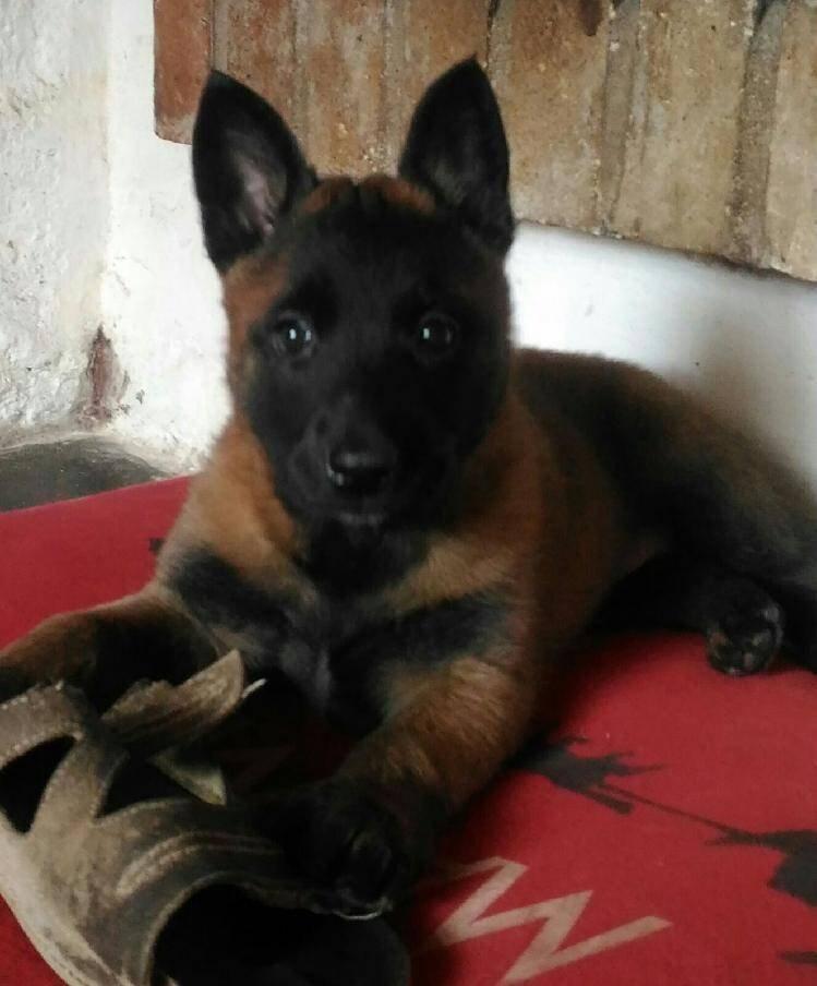 Belgický ovčák - Malinois - štěňata s pp - na záznam