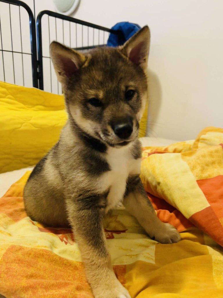 Shikoku štěňátko hledá milující domov