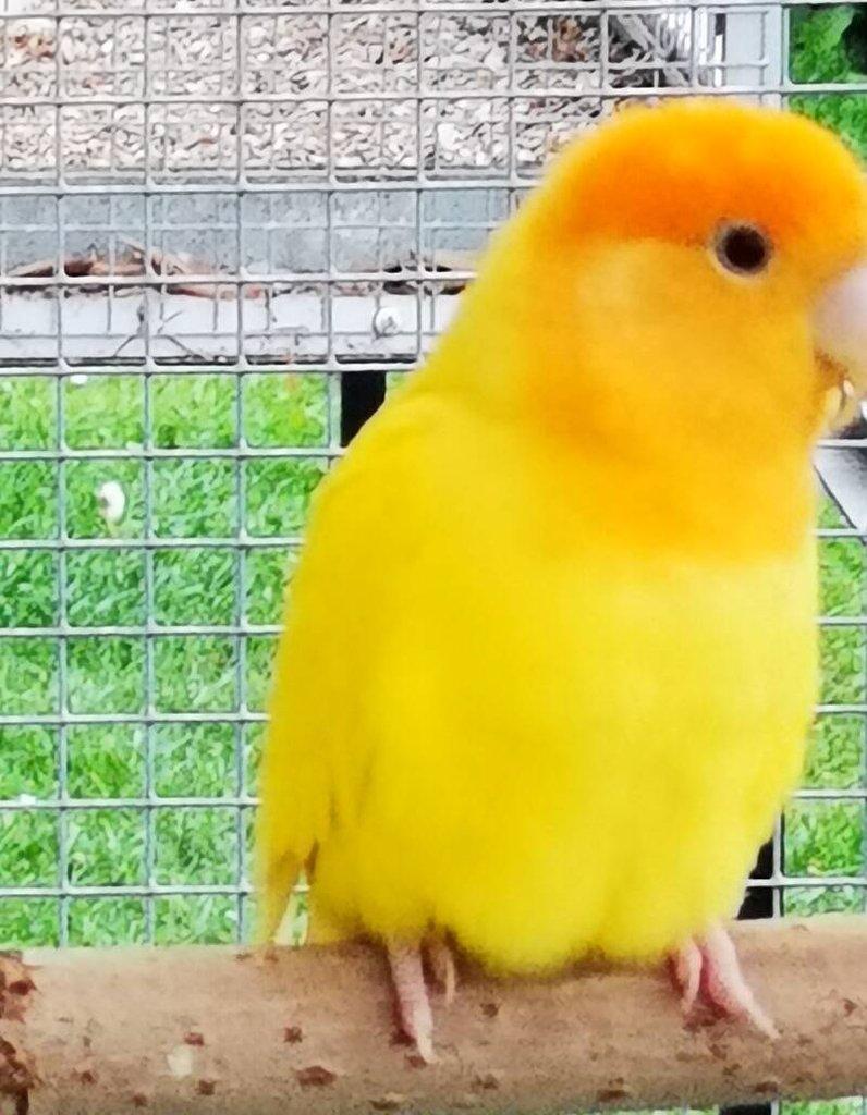 Agapornis růžohrdlý lutino oranžový opalín KOUPÍM