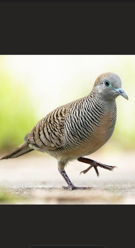 Geopelia striata / holoubek vlnkovaný / zebra dove