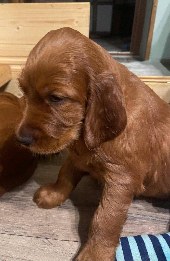 Štěňátka Irský setr