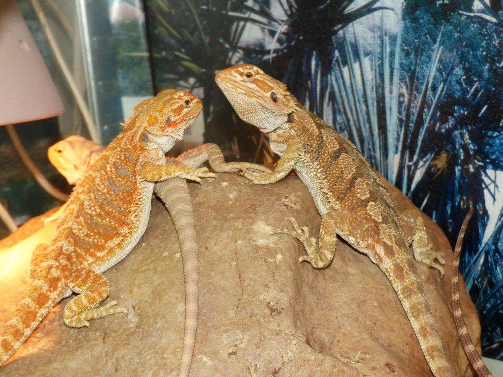 Agama vousatá (Pogona vitticeps)
