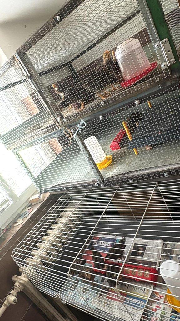 Vlaška koroptví - násadová vejce