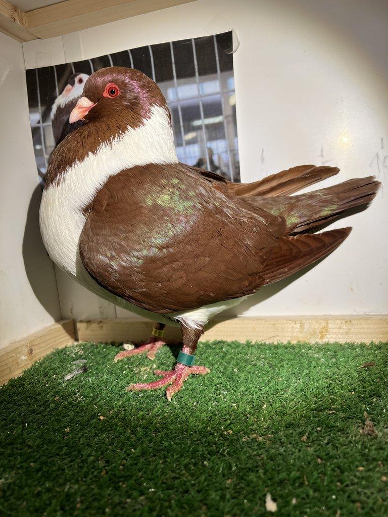 Moravský pštros červený - Pár