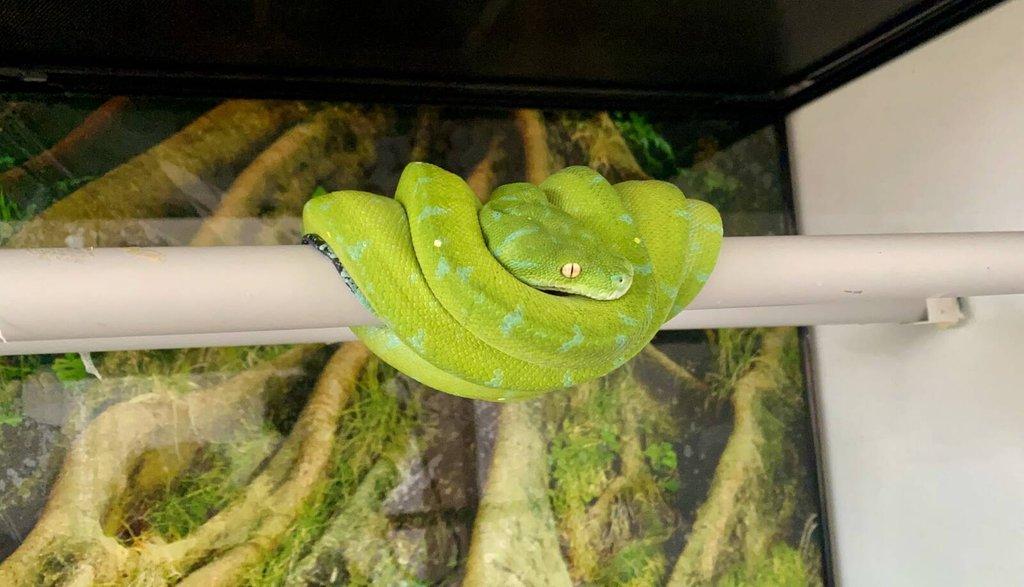 Krajta zelená morelia viridis