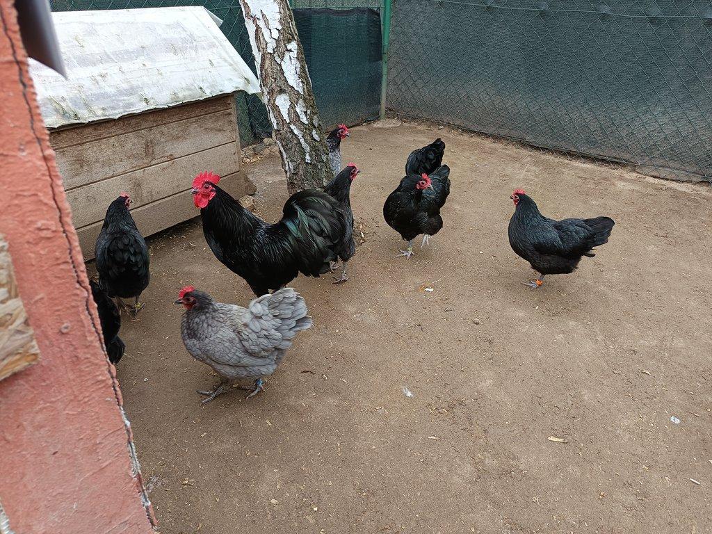 Australka zdrobnělá černá