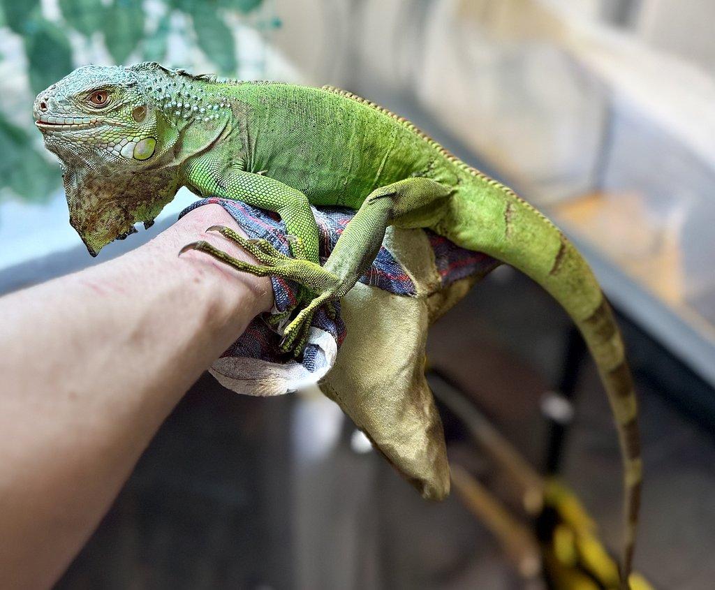 Leguán zelený