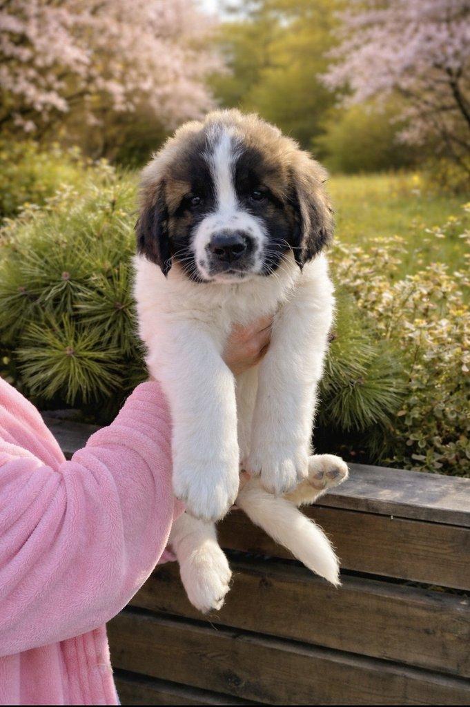 Moskevský strážní pes s PP