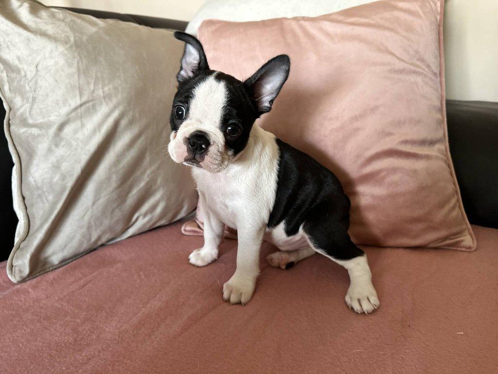 Bostonský teriér s PP FCI